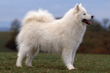 magnifique chien samoyede de profil en extérieur © CALLALLOO CANDCY