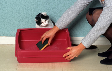 nettoyage du bac à litière d'un chat de  gouttière attentif