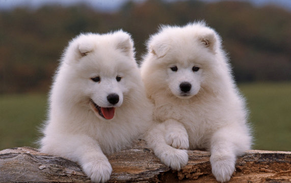 deux chiots de race samoyede &agrave; l'allure de peluche