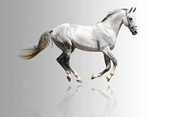 Obraz na płótnie Canvas biały koń
