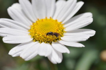 Obraz premium Kamille