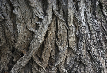 Maple's (Acer platanoides) bark wallpaper