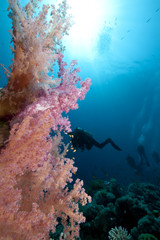 Fototapeta na wymiar Ocean,coral and fish