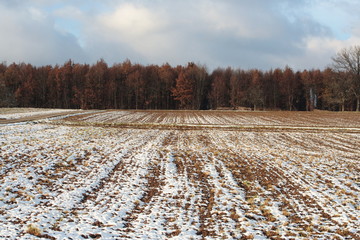 Winterliches Feld