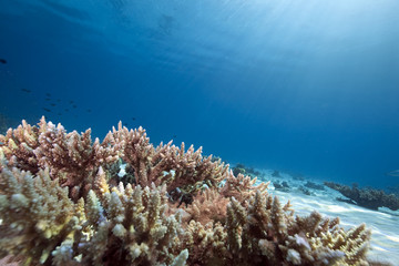 Obraz premium Ocean,coral and fish