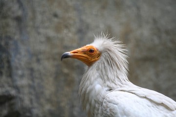 Schmutzgeier