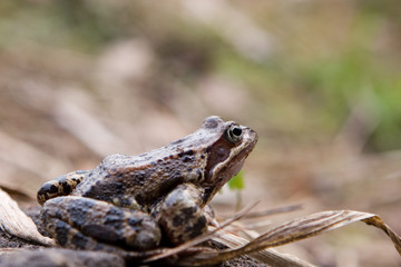 Common Frog