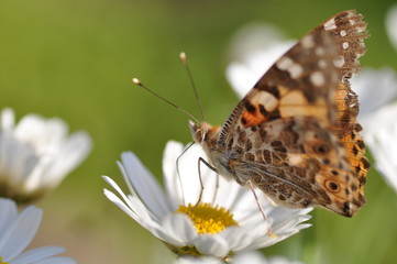 Schmetterling auf Blüte 2