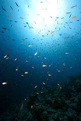 Fototapeta na wymiar Ocean, Koral i ryb