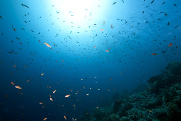 Fototapeta na wymiar Ocean,coral and fish