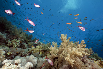Naklejka na ściany i meble Ocean,coral and fish