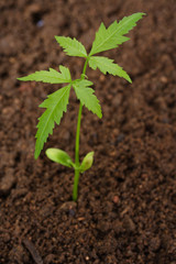 Plant growing from soil