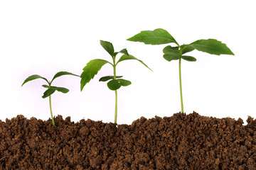 Plant growing stages-New life