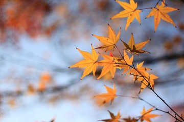 Autumn of japan