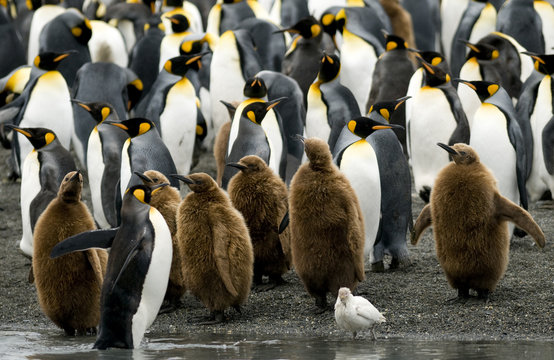 King Penguins at the Water's Edge
