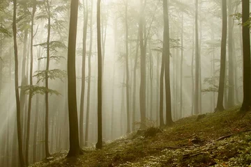 Foto op Canvas Picturesque autumn beech forest with dense fog © Aniszewski