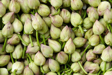 Lotus buds for backgrounds