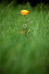 close up shot of a pink rose on green grass