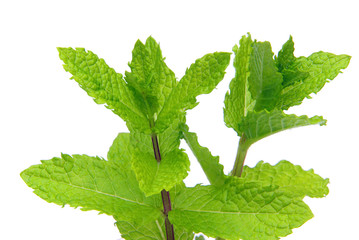 Pfefferminze - peppermint 04