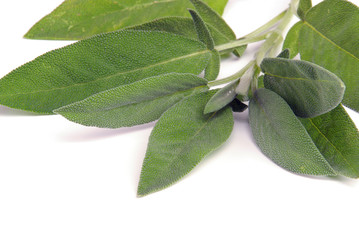 Salbeiblatt - sage leaf 09