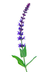 Obraz premium Salbeiblüte freigestellt - sage flower isolated 10
