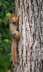 squirrel clinging on to tree