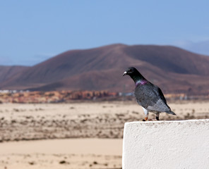 Sanddünen  in  Corralejo,Fuerteventura