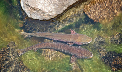 Two spawning salmon taking a break from their migration