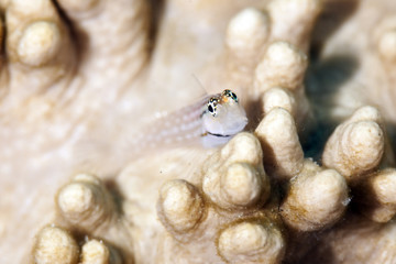 dentex blenny