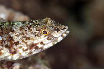 lizardfish