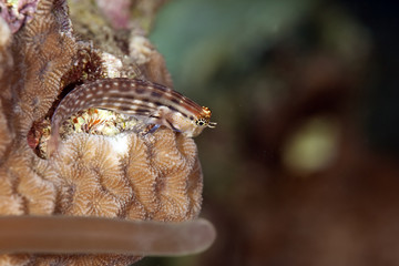 dentex blenny
