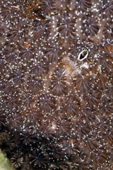 detail of a star coral