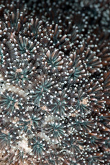 detail of a star coral