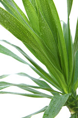 Obraz premium dragonnier