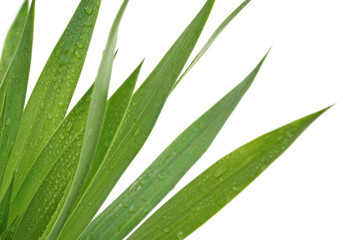 Obraz premium feuilles yucca fond blanc