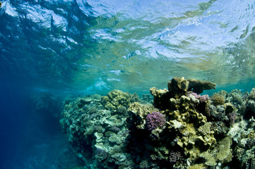 paysage sous marin et vagues, mer Rouge, Egypte