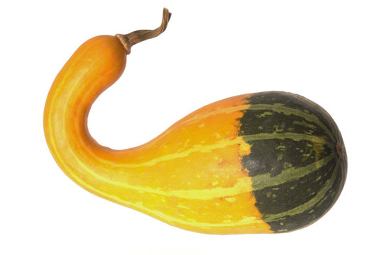 zierk&uuml;rbis