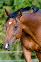Pferdeportrait