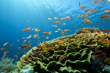 Fototapeta na wymiar ocean, rafy i ryby