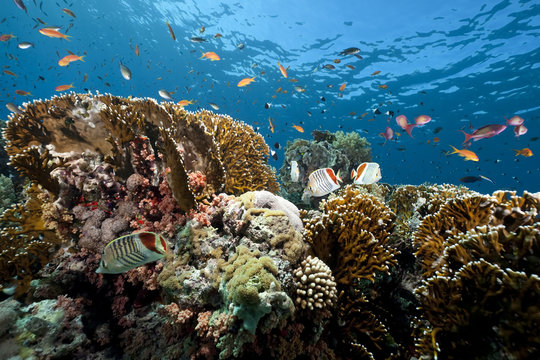 ocean, coral and fish