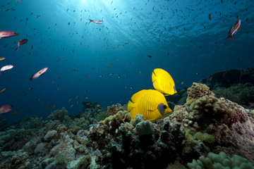 Fototapeta na wymiar butterflyfish, ocean and coral