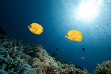 butterflyfish, ocean and coral
