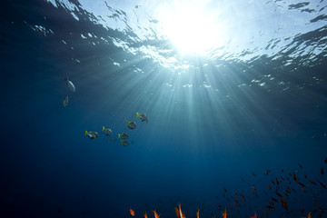 Fototapeta na wymiar ocean, rafy i ryby