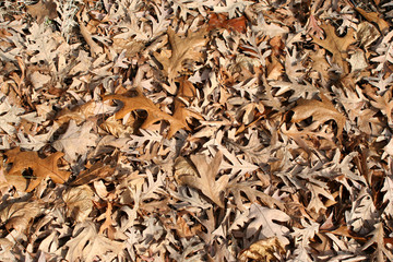 Dead oak leaves background