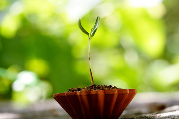 Baby plant-New life