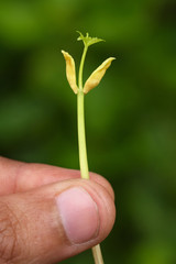 Seedling-New life