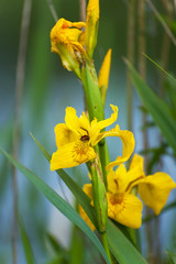 Yellow Iris in the wetlands