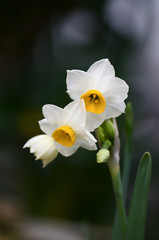 Naklejka premium 水仙の花