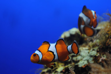 Obraz na płótnie Canvas Nemo
