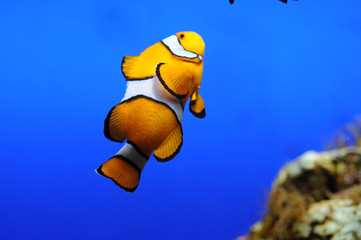 Clownfisch